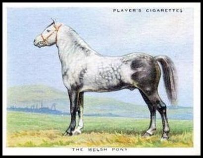 39PTH 21 The Welsh Pony.jpg